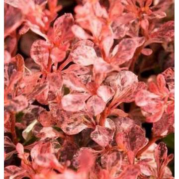 Berberis thunbergii'Inspiration'