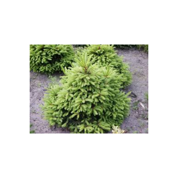 Picea abies'Ohlendorfii'