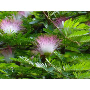 Calliandra surinamensis'Dixie Pink'