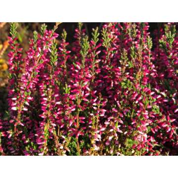 Calluna vulgaris'Athene'