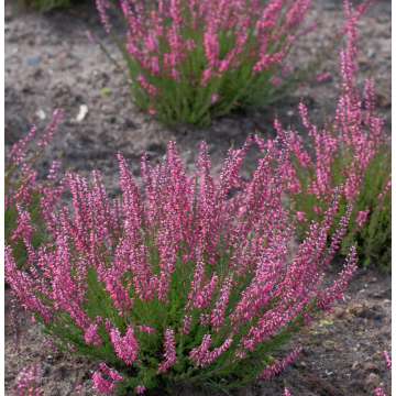 Calluna vulgaris'Lilli'