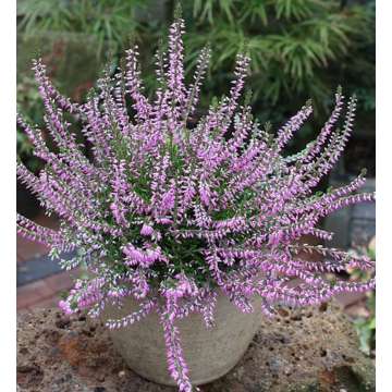 Calluna vulgaris'Hilda'