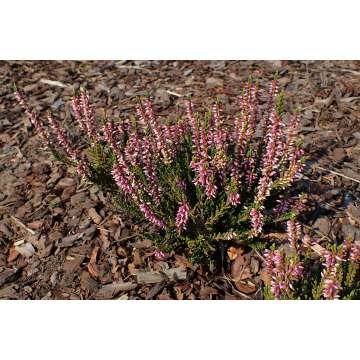 Calluna vulgaris'Gina'