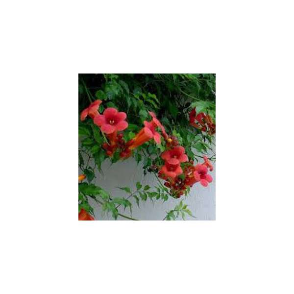 Campsis radicans'Flamengo'