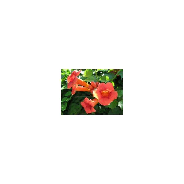 Campsis radicans