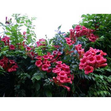 Campsis radicans'Atropurpurea'