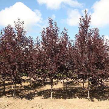 Prunus virginiana'Canada Red'