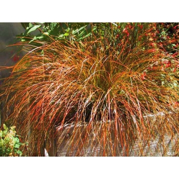 Carex testacea'Prairie Fire'