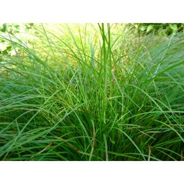 Carex morrowII'Irish Green'