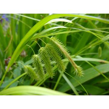 Carex pseudocyperus