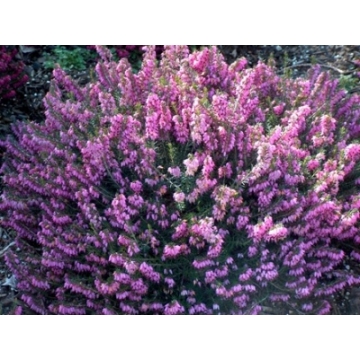 Erica carnea'Pink Spangles'