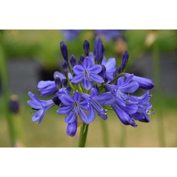 Agapanthus'Carla'