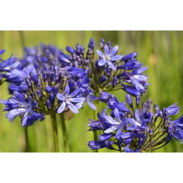Agapanthus'Elegance blue'