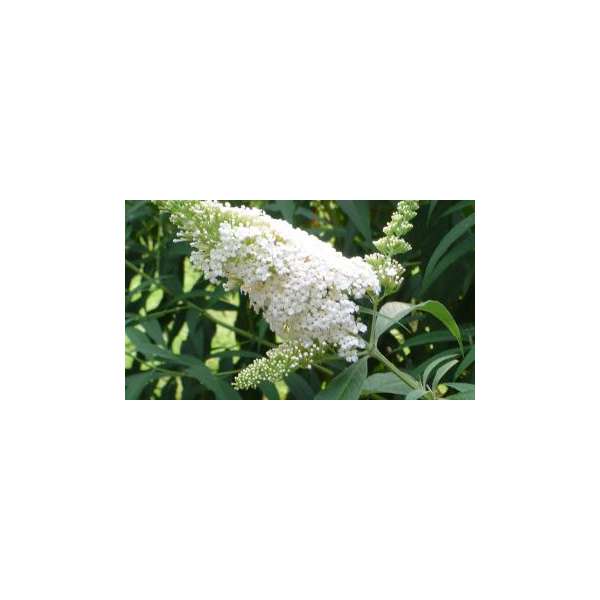 Buddleja davdii'Butterfly Towers White'