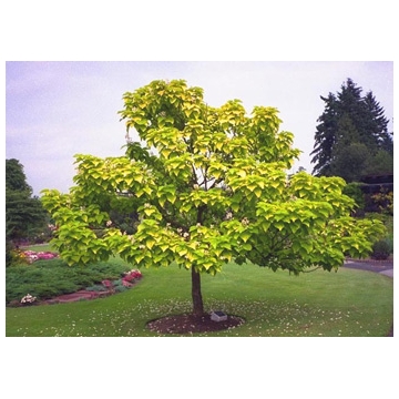 Catalpa bignonioides'Aurea'