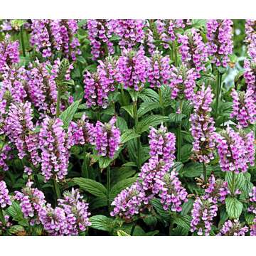Nepeta nervosa'Pink Cat'