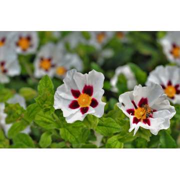 Cistus'Snow Fire'