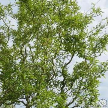 Salix babylonica'Tortuosa'