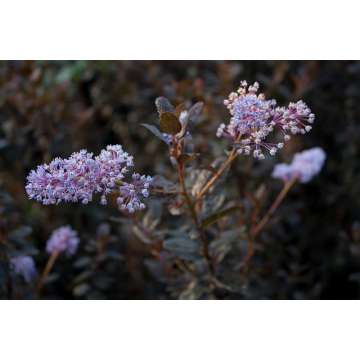 Ceanothus'Tuxedo'