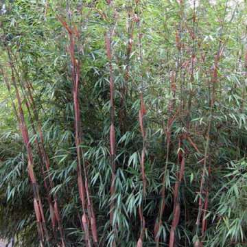 Fargesia scabrida