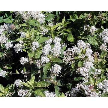 Ceanothus'Snow flurries'
