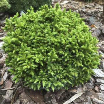 Cryptomeria japonica'Green Pearl'