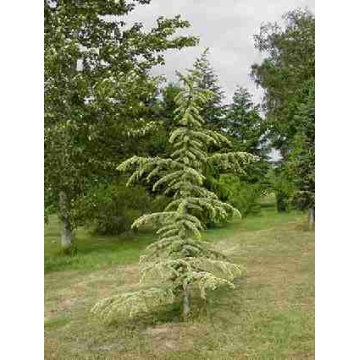 Cedrus libani'Atlantica Aurea'