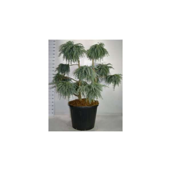 Cedrus deodara'Feelin' Blue'