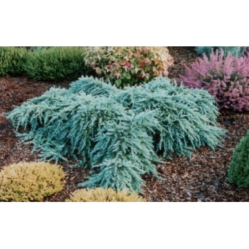 Cedrus deodara'Feelin'blue'