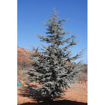 Cedrus libani'Glauca'