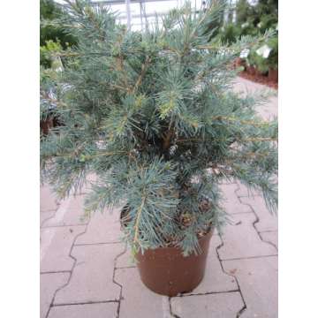 Cedrus deodara'Blue globe'