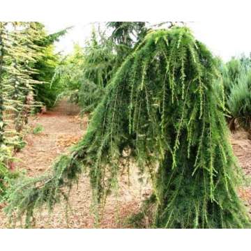 Cedrus deodara'Pendula'