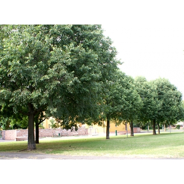 Celtis australis