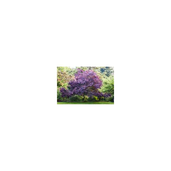 Cercis canadensis'Forest Pansy'