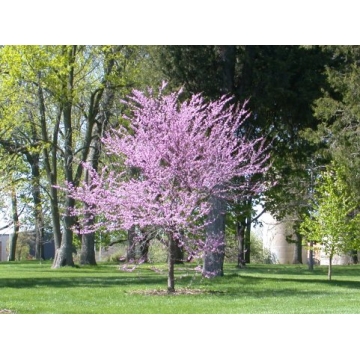 Cercis canadensis