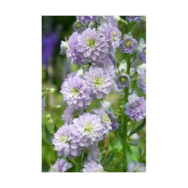 Delphinium'Moonlight'