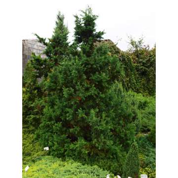 Chamaecyparis obtusa'Draht'