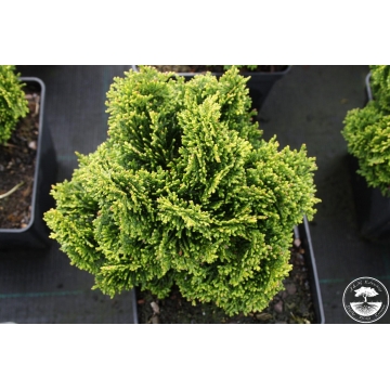 Chamaecyparis obtusa'Rigid Dwarf'