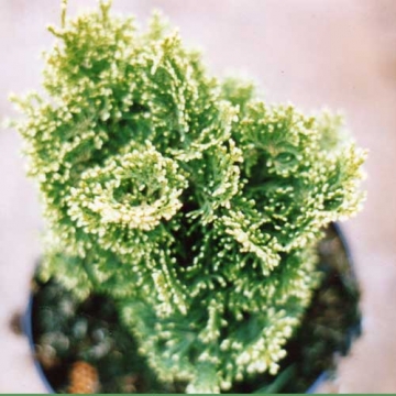 Chamaecyparis obtusa'Yellowtip'