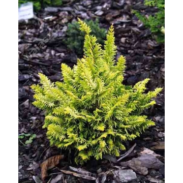 Chamaecyparis obtusa'Tetragona Aurea'