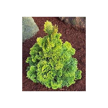 Chamaecyparis obtusa'Aurora'