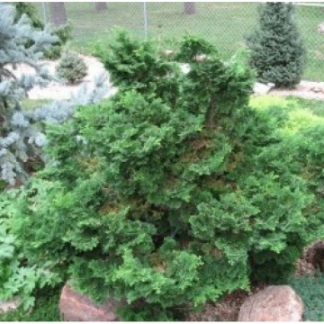 Chamaecyparis obtusa'Brigitte'