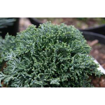 Chamaecyparis lawsoniana'Rimpelaar'