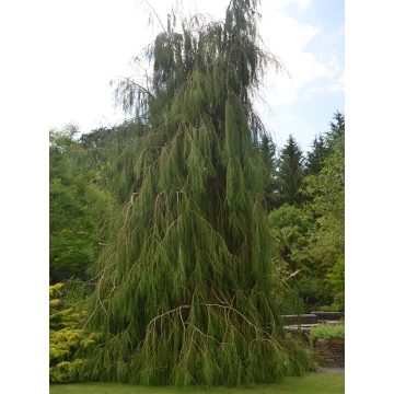 Chamaecyparis lawsoniana'Imbricata Pendula'