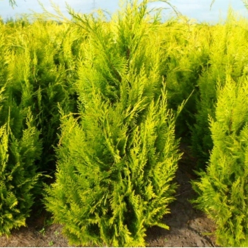 Chamaecyparis lawsoniana'Ivonne'