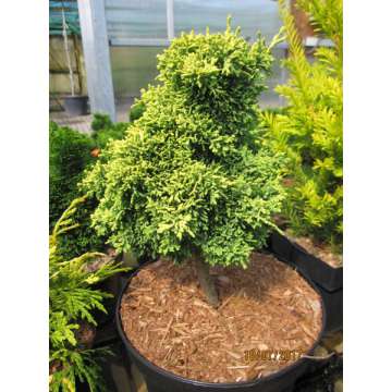 Chamaecyparis lawsoniana'Brégeon Jaune'
