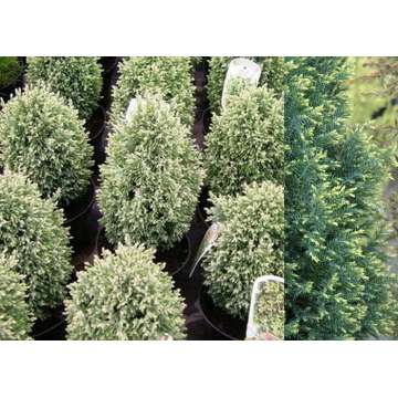 Chamaecyparis lawsoniana'Snow White'