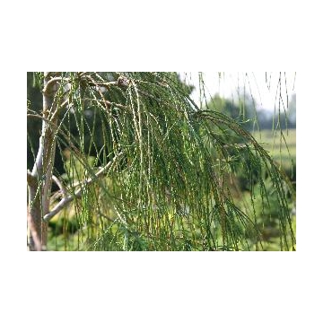 Chamaecyparis lawsoniana'Ushi's Curtain'