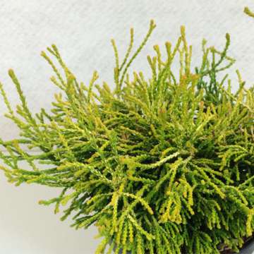 Chamaecyparis obtusa'Gitte'