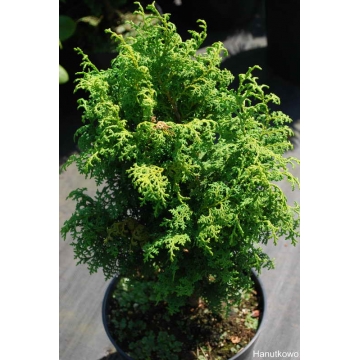 Chamaecyparis obtusa'Hannah'